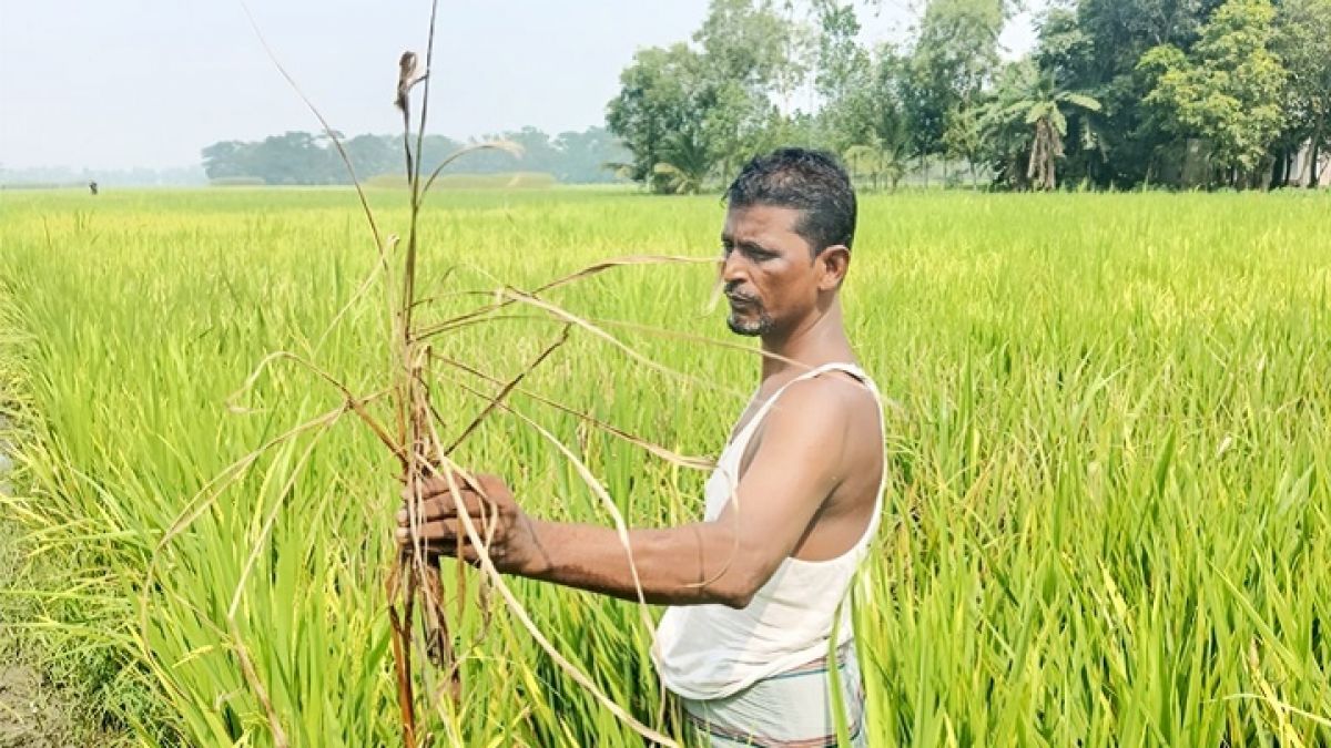 কৃষকের স্বপ্ন জ্বলছে জ্বালানির উত্তাপে