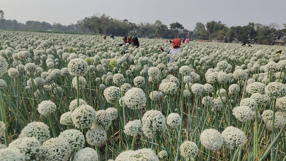 ‘কালো সোনা’য় স্বপ্ন বোনা