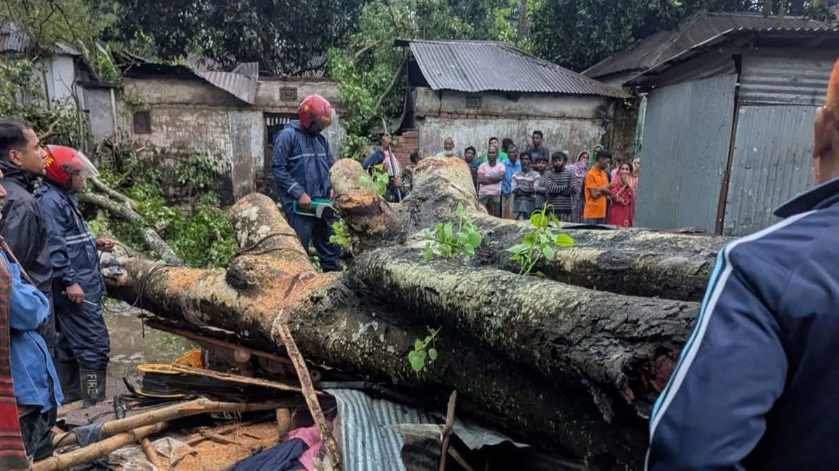 বগুড়ায় কালবৈশাখীর তাণ্ডব, গাছচাপায় ব্যবসায়ীর মৃত্যু