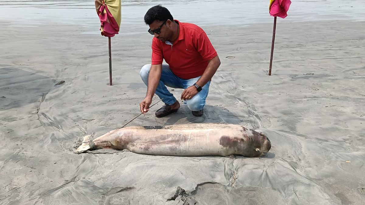 কুয়াকাটা সৈকতে মৃত ডলফিন, শরীরে আঘাতের চিহ্ন