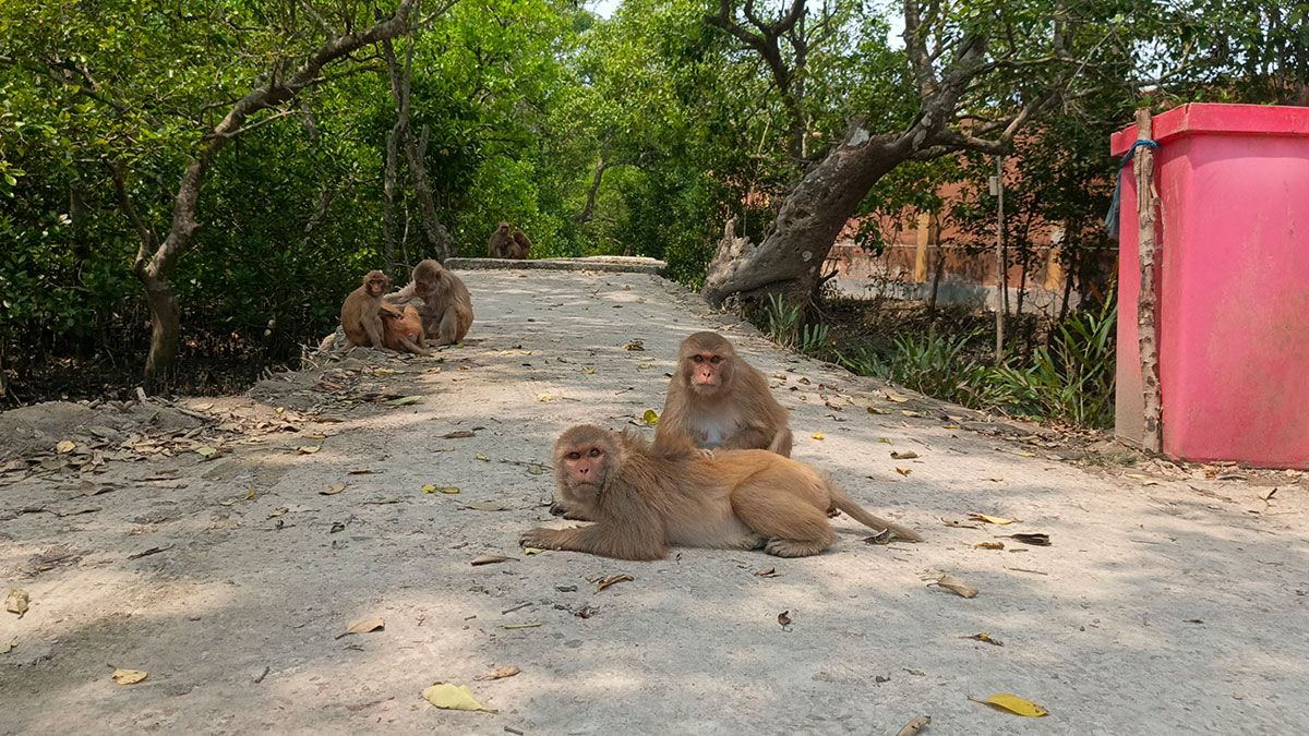 বদলে যেতে পারে কয়রা