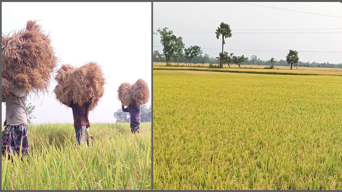 জ্বালানি ও শ্রমিক সংকটে দিশেহারা তানোরের কৃষকরা