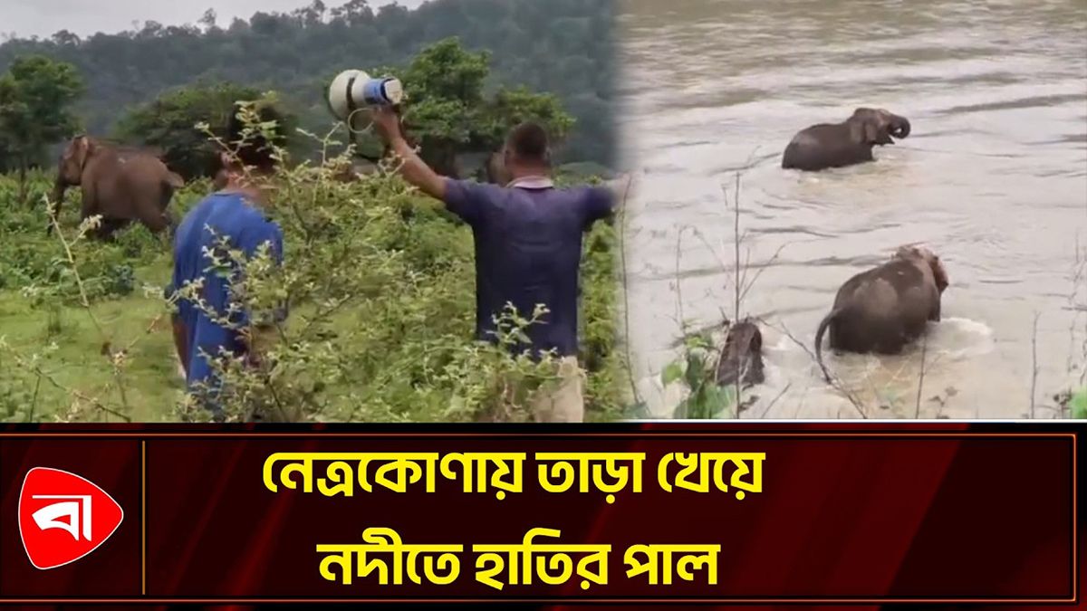 এলাকাবাসীর তাড়া খেয়ে নদীতে হাতির দল