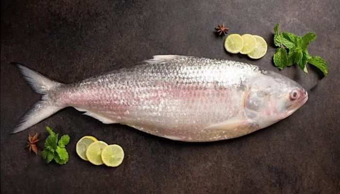ইলিশ উৎপাদন বৃদ্ধির বাধা জানা, সমাধান অনিশ্চিত