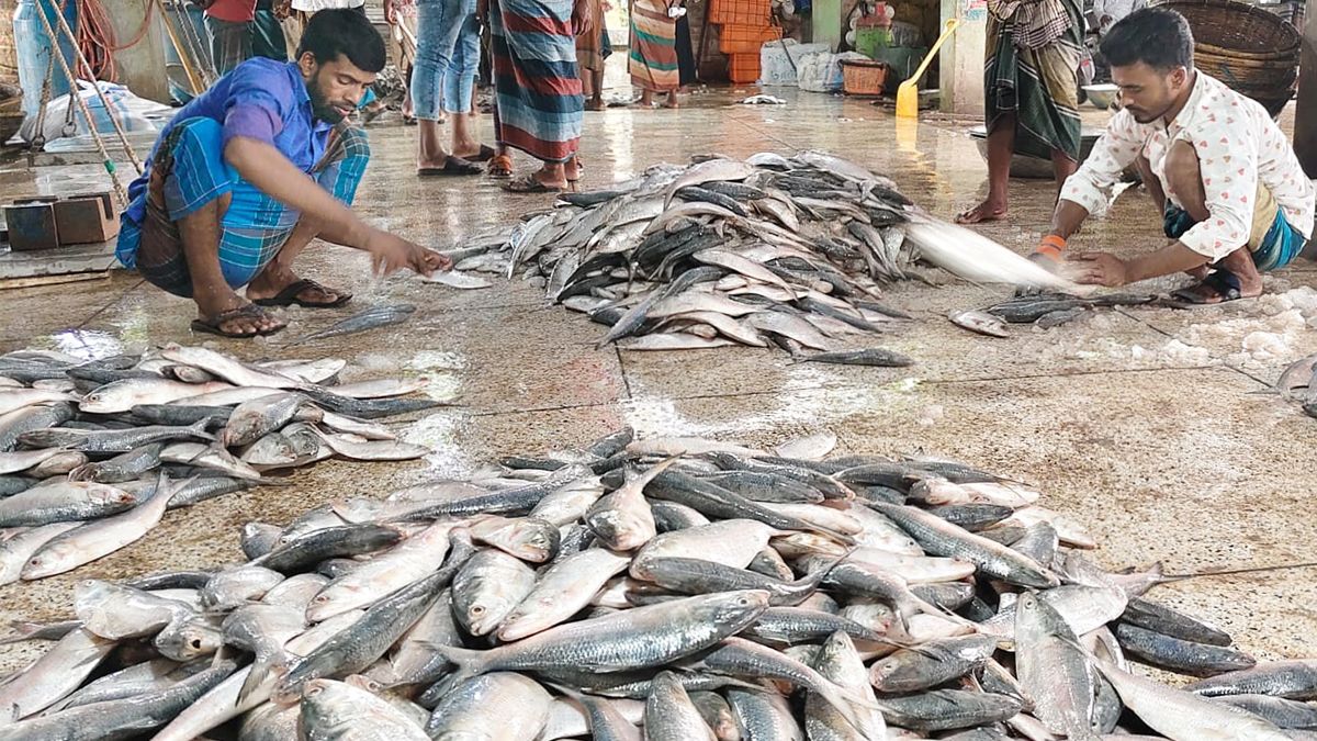 বৈশাখ ঘিরে ইলিশের পাইকারি কেজি ৩ হাজার টাকা