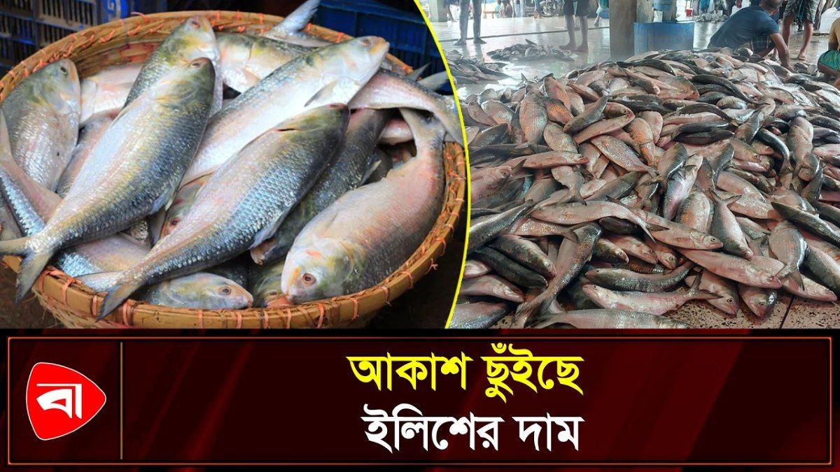  পটুয়াখালীতে ইলিশের দাম আকাশচুম্বী 