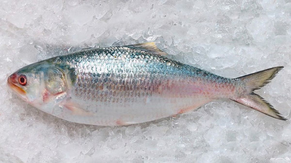 বৈশাখ আসছে, ইলিশের দাম আকাশছোঁয়া