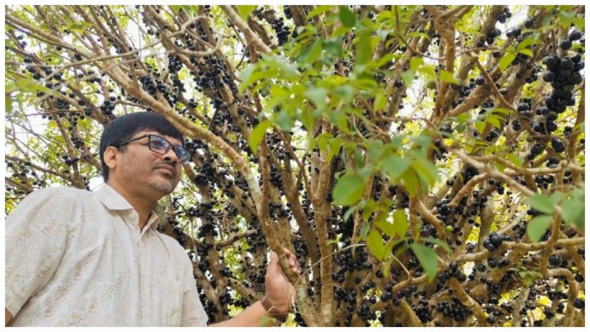 দক্ষিণ আমেরিকার জাবুটিকাভা এখন রাইখালী কৃষি গবেষণা কেন্দ্রে