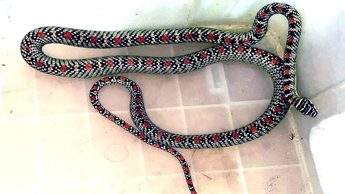 ভ্রান্ত ধারণায় বিলুপ্তির পথে ‘কালনাগিনী’