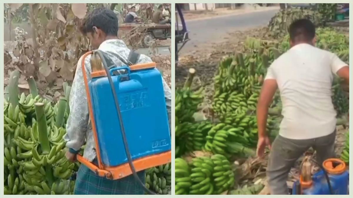 কলায় মাত্রাতিরিক্ত রাসায়নিক ব্যবহারের অভিযোগ