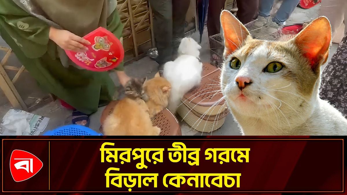 গরমে প্রচণ্ড অস্বস্তিতে থাকা বিড়াল বিক্রি