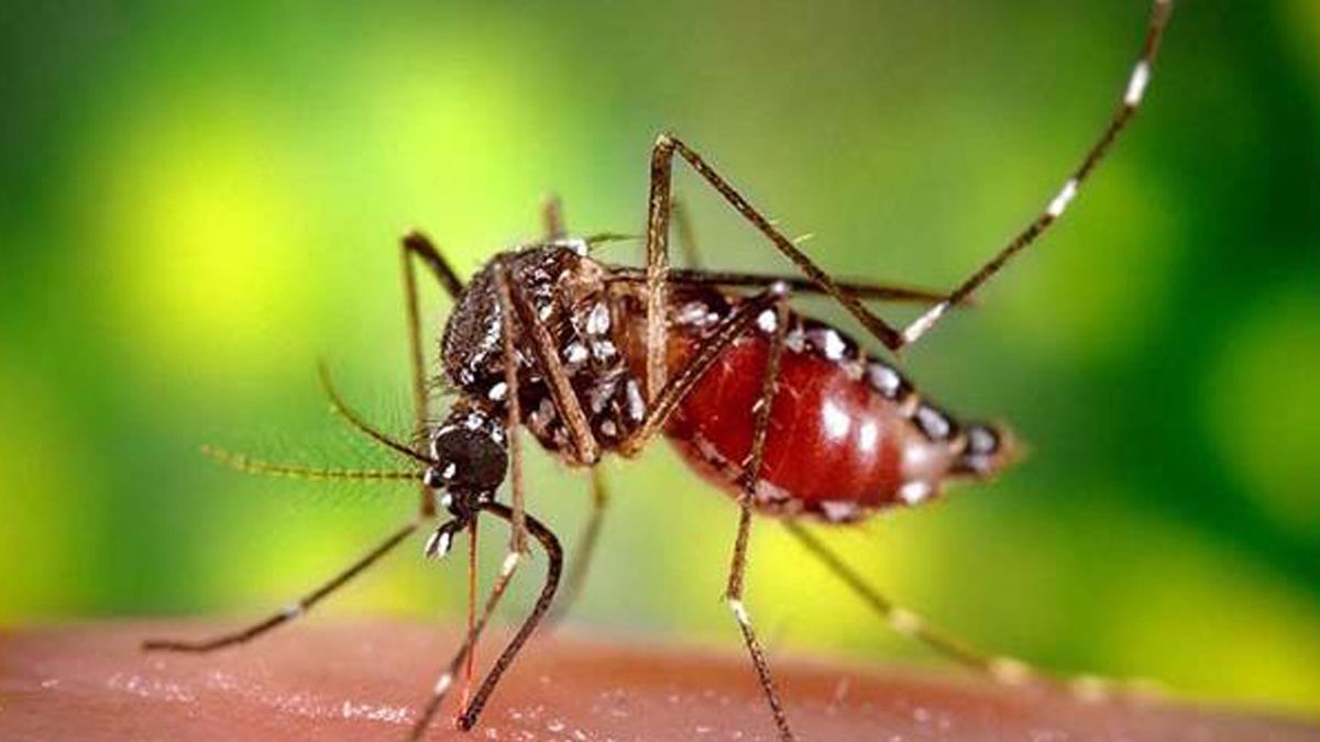 মশা নিয়ন্ত্রণে পরীক্ষানির্ভর সিদ্ধান্তে যাচ্ছে ডিএনসিসি