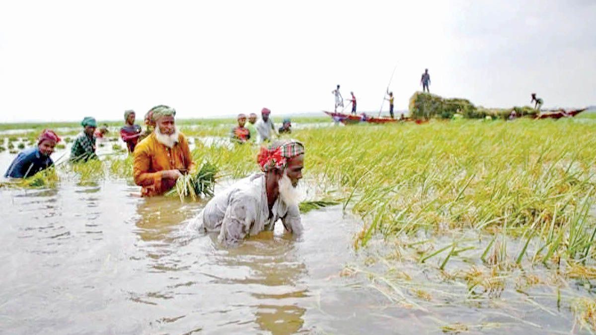 ডুবে গেছে বিস্তীর্ণ হাওরের ফসল