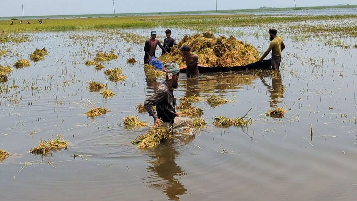 চোখের সামনে ডুবছে ধান
