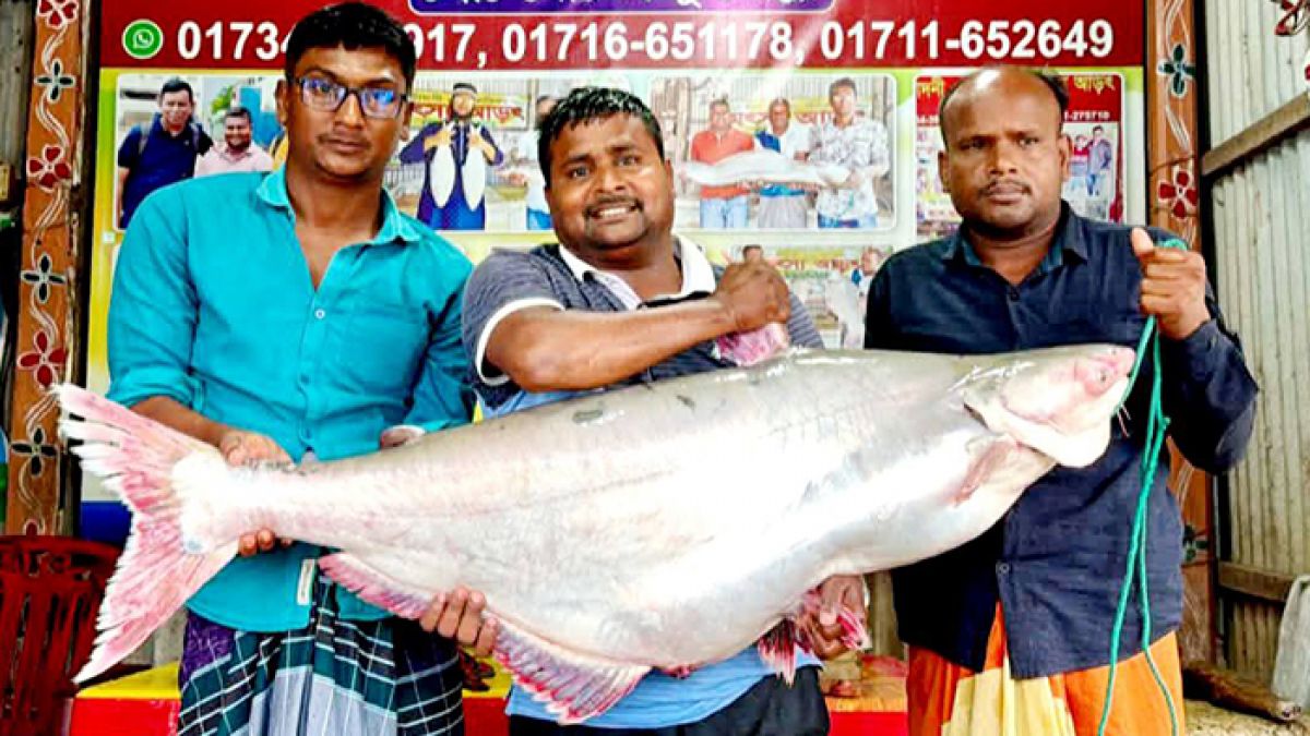 পদ্মার এক পাঙাশের দাম ৭১ হাজার টাকা
