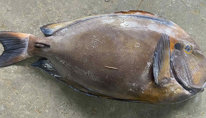 কুয়াকাটায় ধরা পড়ল বিরল ‘ব্রাউন সার্জনফিশ’