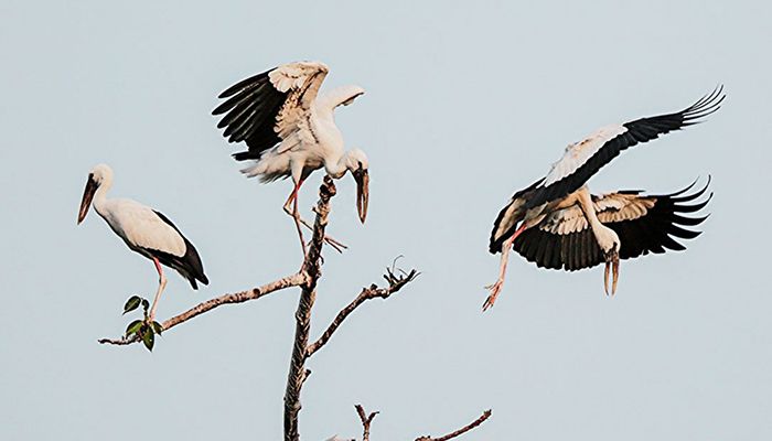 শামুকখোলের অভয়ারণ্য টাঙ্গুয়ার হাওর