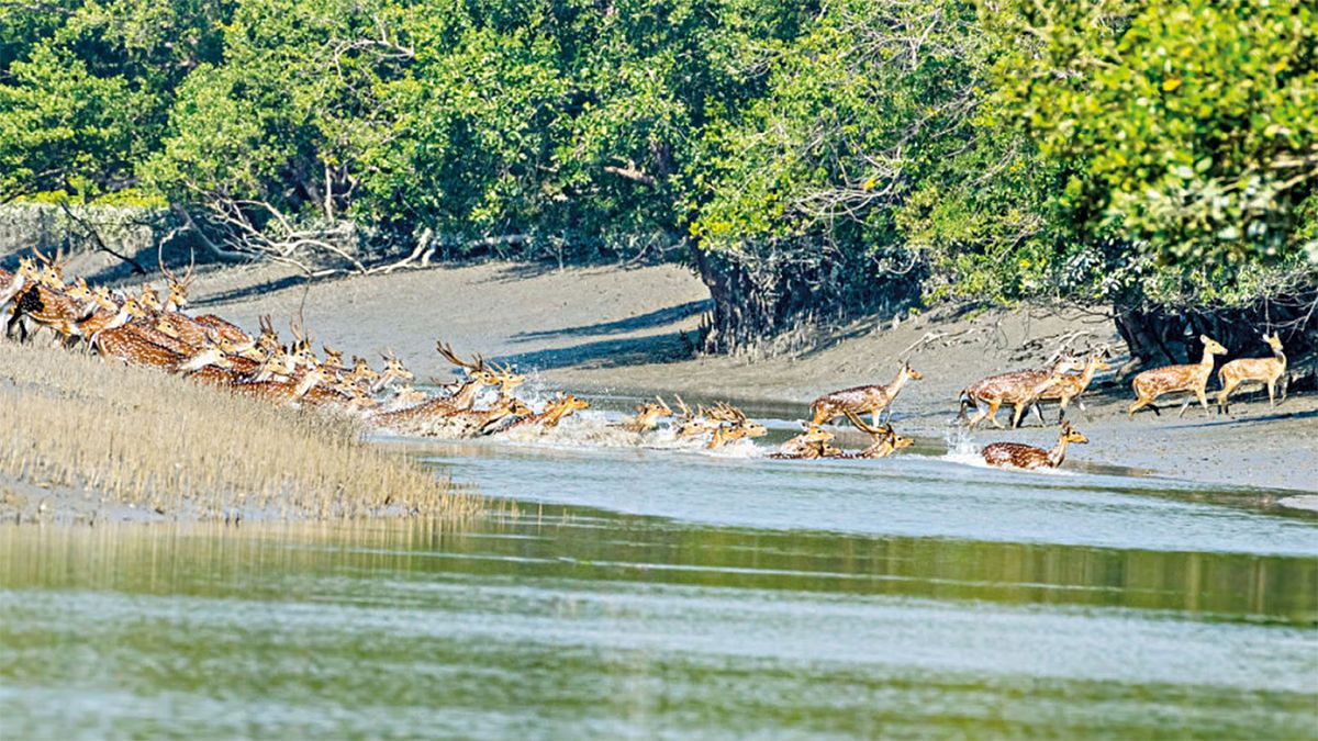 অস্তিত্ব সংকটের মুখে সুন্দরবন