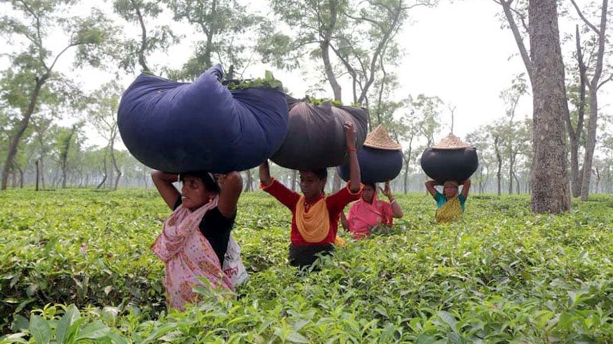 বিদ্যুৎ সংকটে ধুঁকছে হবিগঞ্জের চা শিল্প