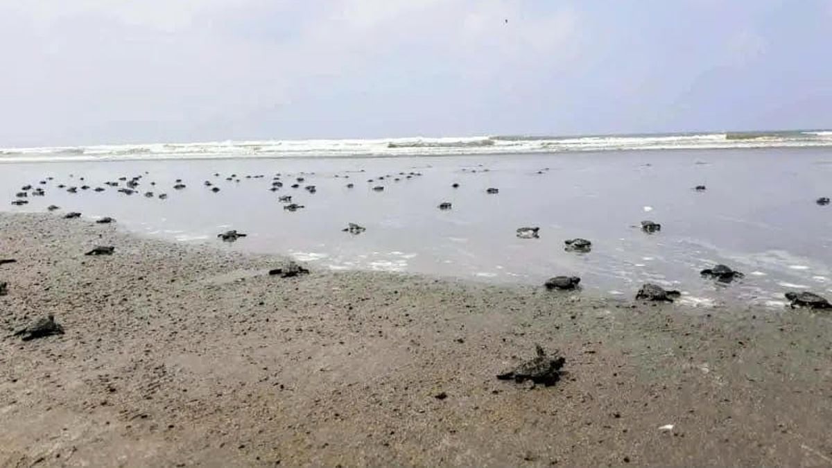 টেকনাফ সৈকতে ৩১৪টি সামুদ্রিক কাছিমের বাচ্চা অবমুক্ত