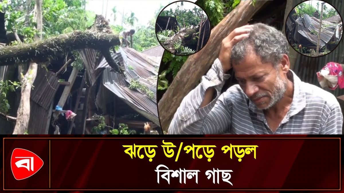 কালবৈশাখী ঝড়ে গাছ উপড়ে ভাঙল ঘর