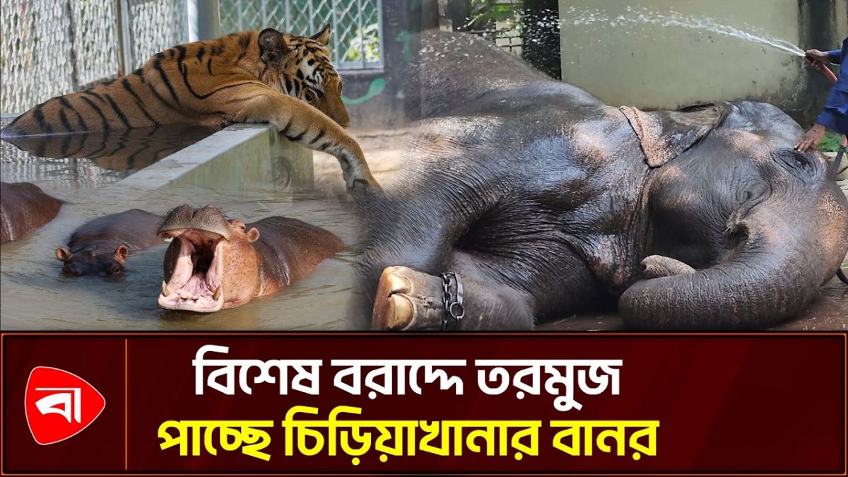 গরমে কাবু চিড়িয়াখানার প্রাণী, পানি-ছায়ায় কাটছে সময় 