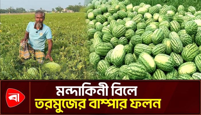 পতিত জমিতে তরমুজ চাষ করে ভাগ্য খুলেছে ৭ কৃষকের