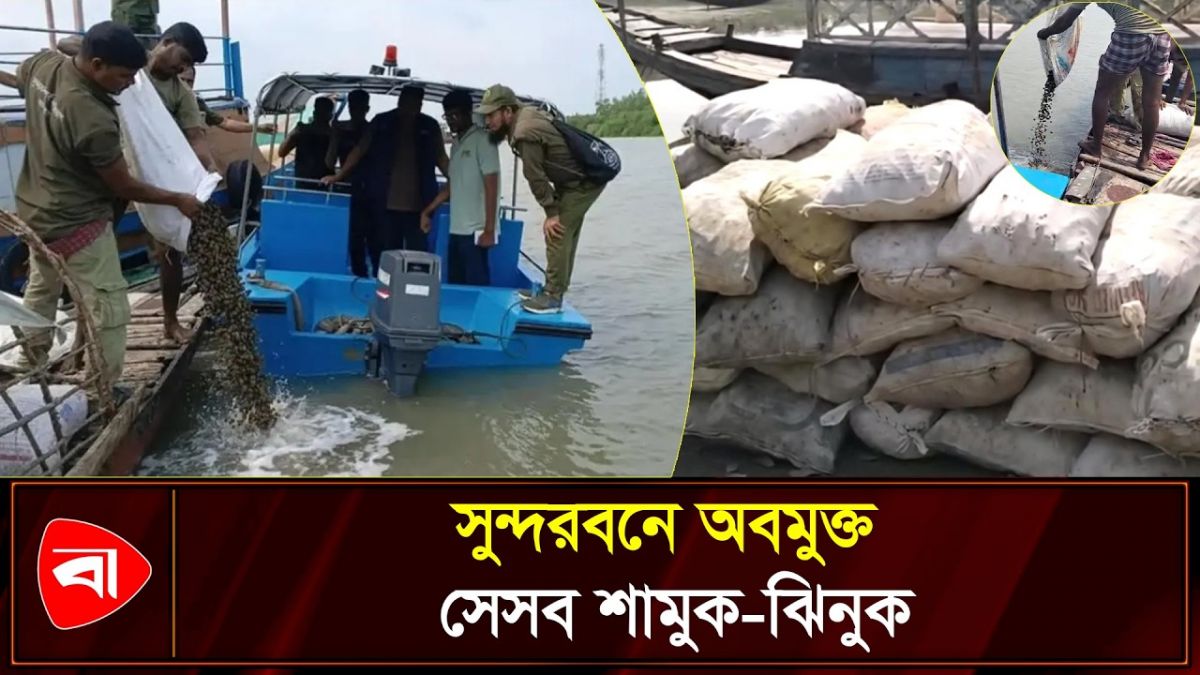 জব্দ ৫০ বস্তা শামুক-ঝিনুক সুন্দরবনে অবমুক্ত