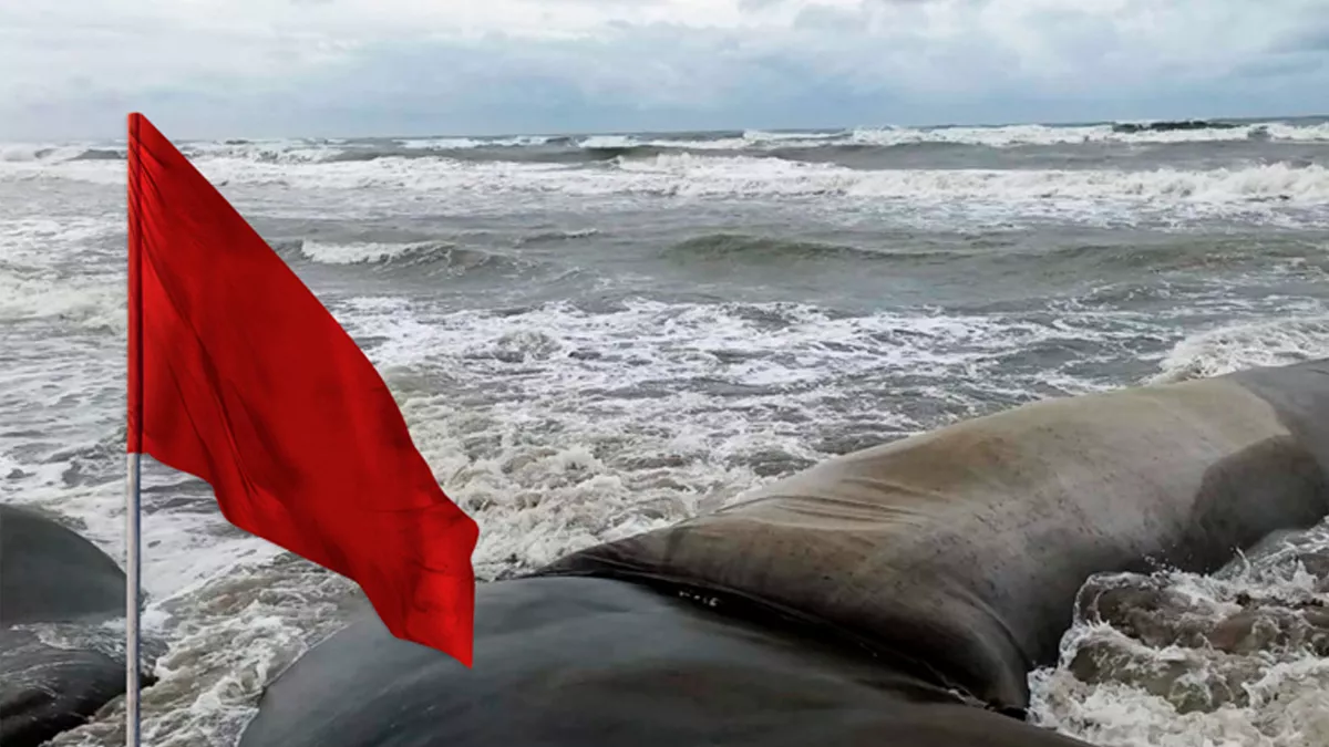 সাগরে লঘুচাপ: ৮ বিভাগেই বৃষ্টির আভাস