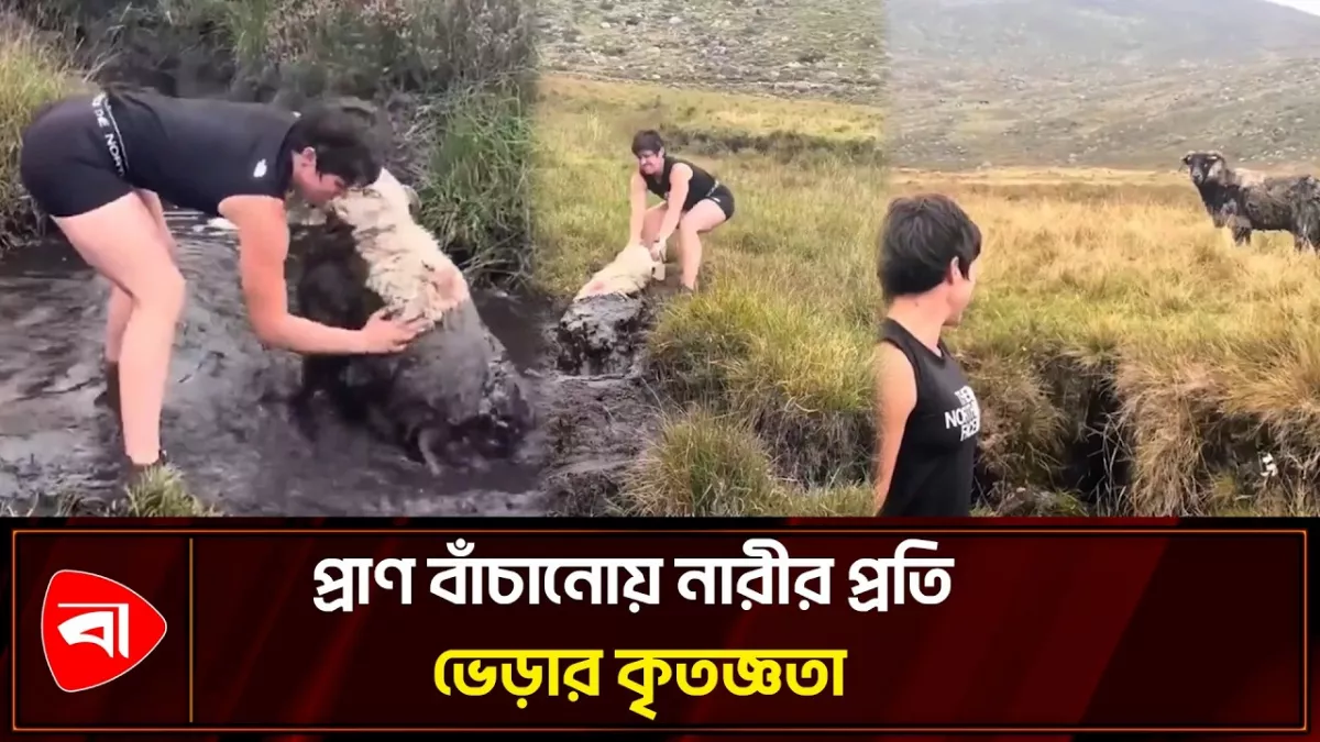 কাদায় তলিয়ে যাচ্ছিল ভেড়া, বাঁচালেন নারী 