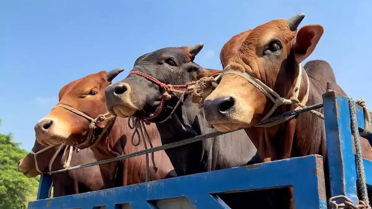 কোরবানির পশু পরিবহনে ট্রাকের জন্য নির্দেশনা