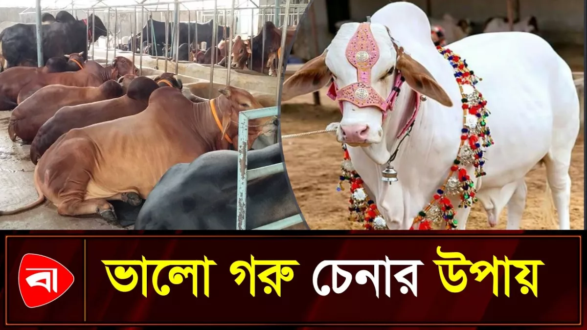 হাটে গিয়ে কোরবানির জন্য সুস্থ গরু কিনবেন কীভাবে 