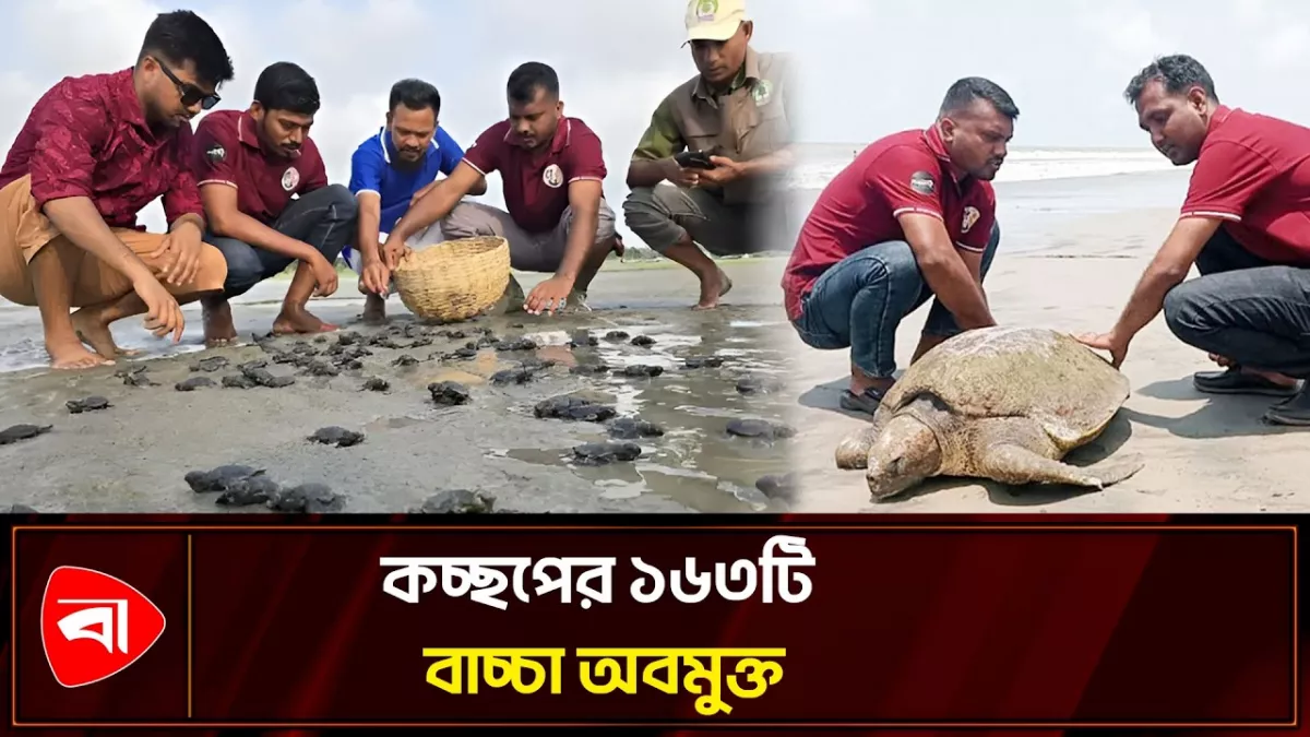 কুয়াকাটায় কচ্ছপের ১৬৩টি বাচ্চা উদ্ধার, সমুদ্রে অবমুক্ত