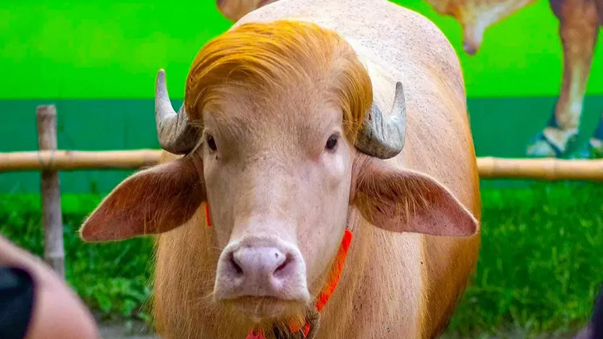 বিশেষ বৈশিষ্ট্যের সাদা মহিষ দেখতে চিড়িয়াখানায় উপচে পড়া ভিড়