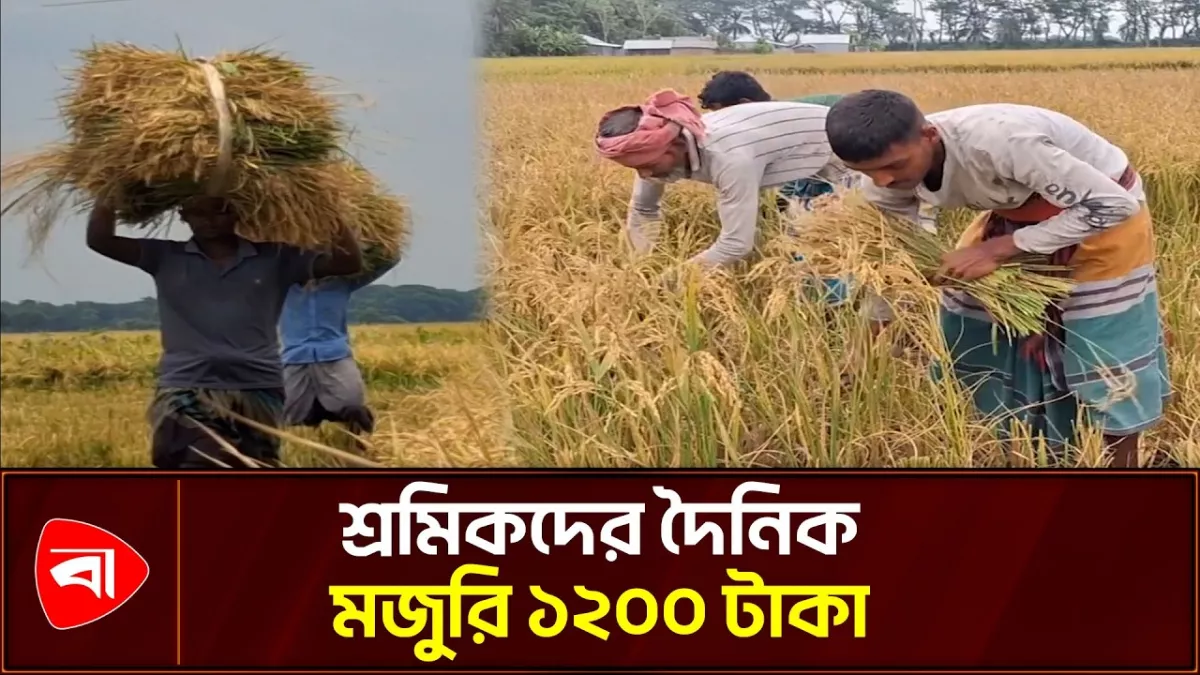 মাগুরায় ধান কাটায় ব্যস্ত কৃষক-শ্রমিক
