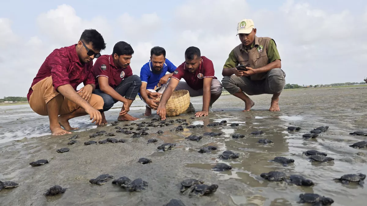 কুয়াকাটা সৈকতে মিলল অলিভ রিডলি’র ১৬৩টি কচ্ছপের বাচ্চা 
