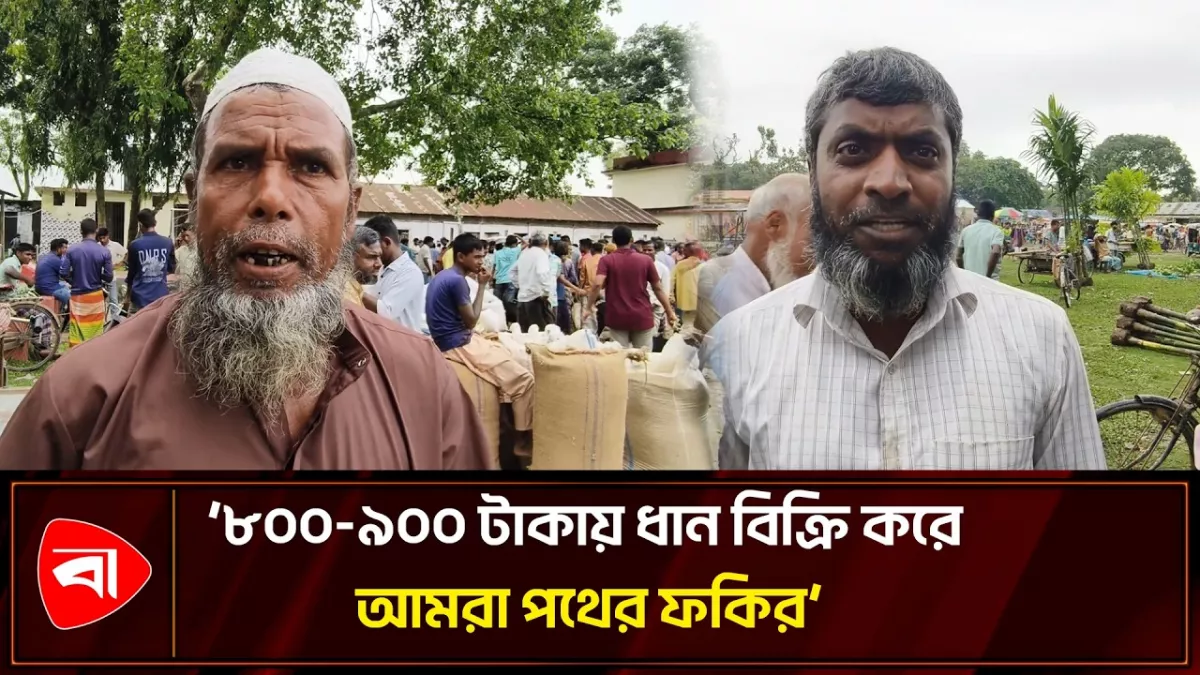 লালমনিরহাটে ধানের ন্যায্য মূল্য না পেয়ে হতাশ কৃষক 
