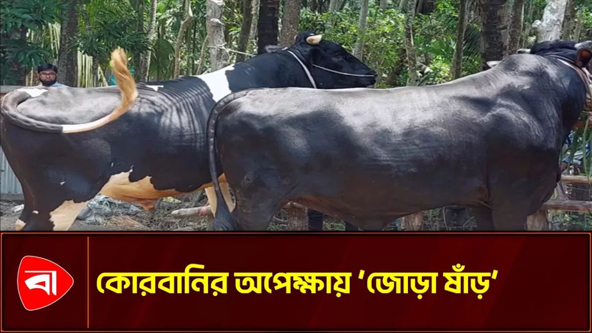চাঁদপুরে আলোচনায় ‘জোড়া কিং’, দাম হাঁকা হচ্ছে ১৩ লাখ টাকা 