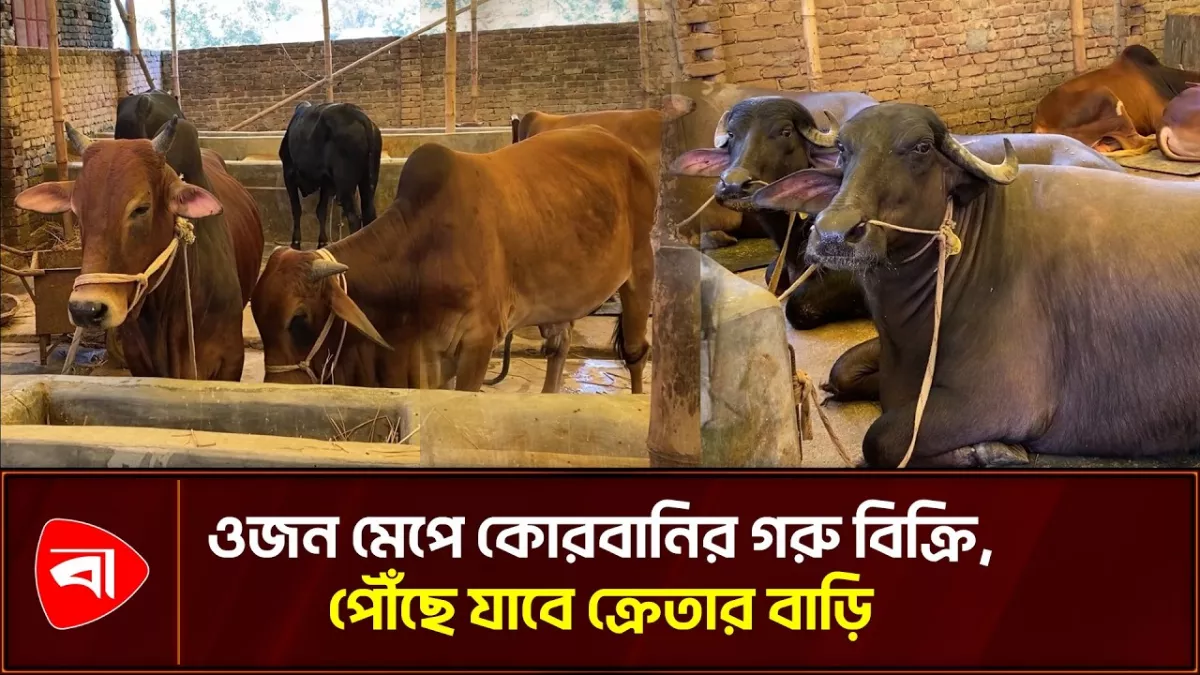 নরসিংদীতে ওজন মেপে বিক্রি হচ্ছে কোরবানির গরু