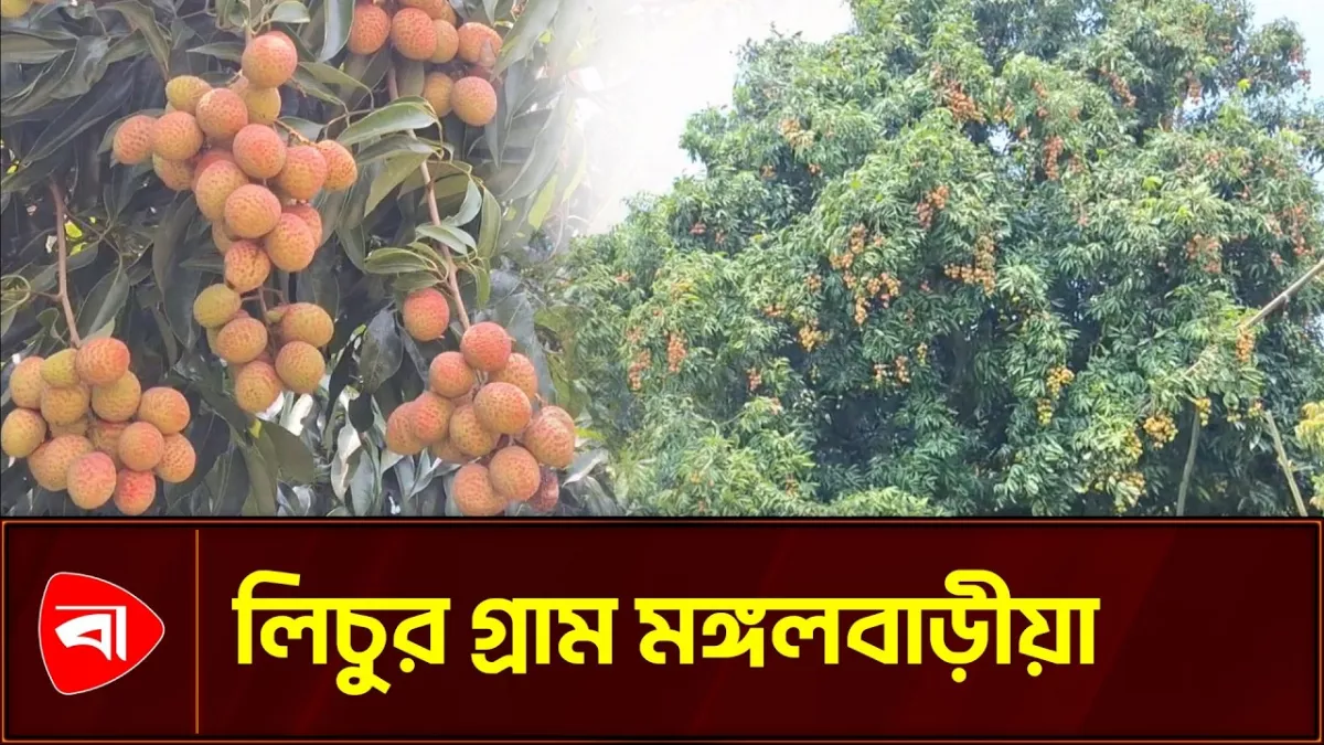এক গ্রামেই কয়েক কোটি টাকার লিচু