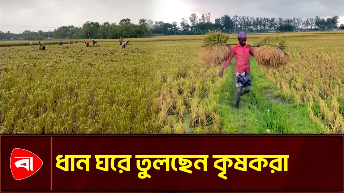 মুষলধারে বৃষ্টির আগে ধান ঘরে তুলছেন কৃষকরা