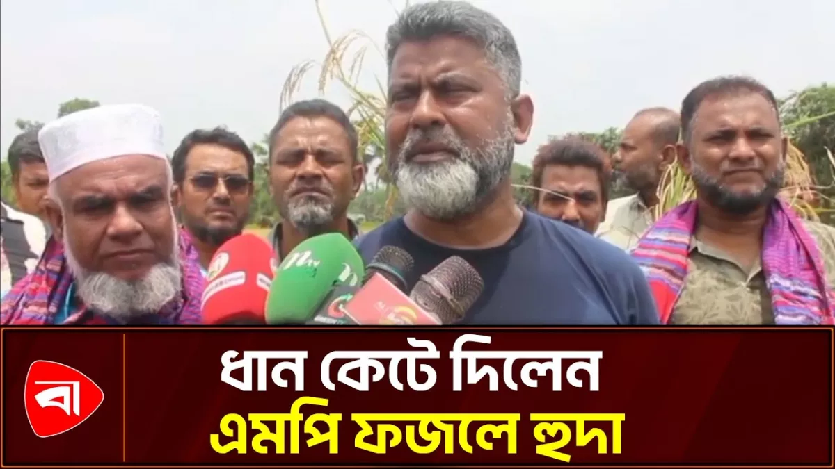 রাজনীতির মঞ্চ ছেড়ে ধানের মাঠে এমপি ফজলে হুদা