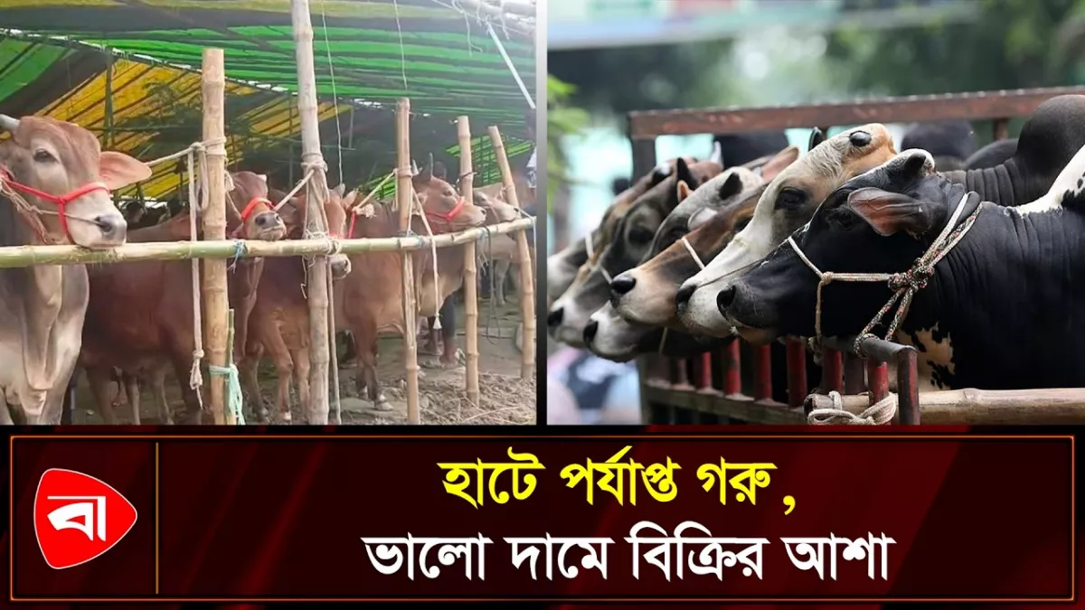 রূপগঞ্জে জমে উঠেছে কোরবানির পশুর হাট
