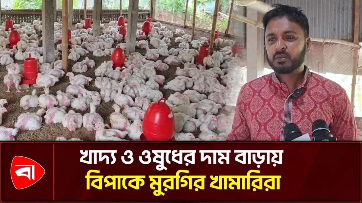 রূপগঞ্জে লোকসানে বন্ধ হচ্ছে শত শত ব্রয়লার খামার