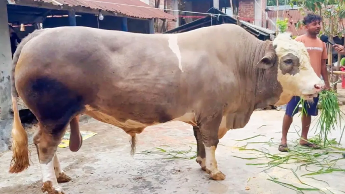 কোরবানির বাজারে ‘ট্রাম্প’ ও ‘নেতানিয়াহু’র পাশে ‘নেইমার’ 