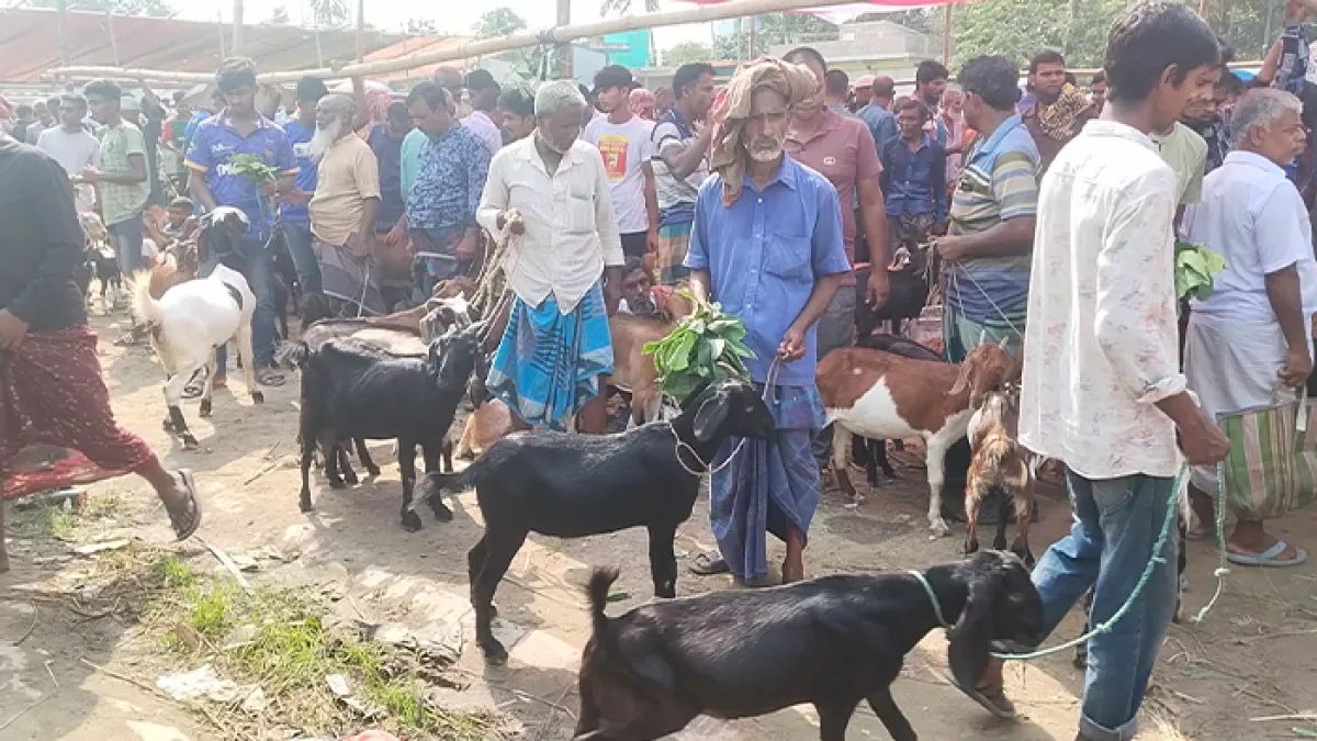 কোরবানির বাজারে ন্যায্যমূল্য নিয়ে শঙ্কা খুলনার খামারিরা 
