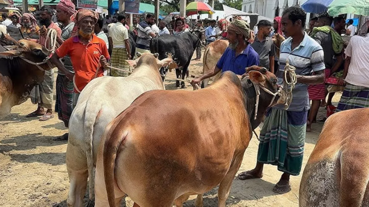স্বস্তির দামেও নিস্তেজ বাজার, ক্রেতার চেয়ে বিক্রেতা বেশি