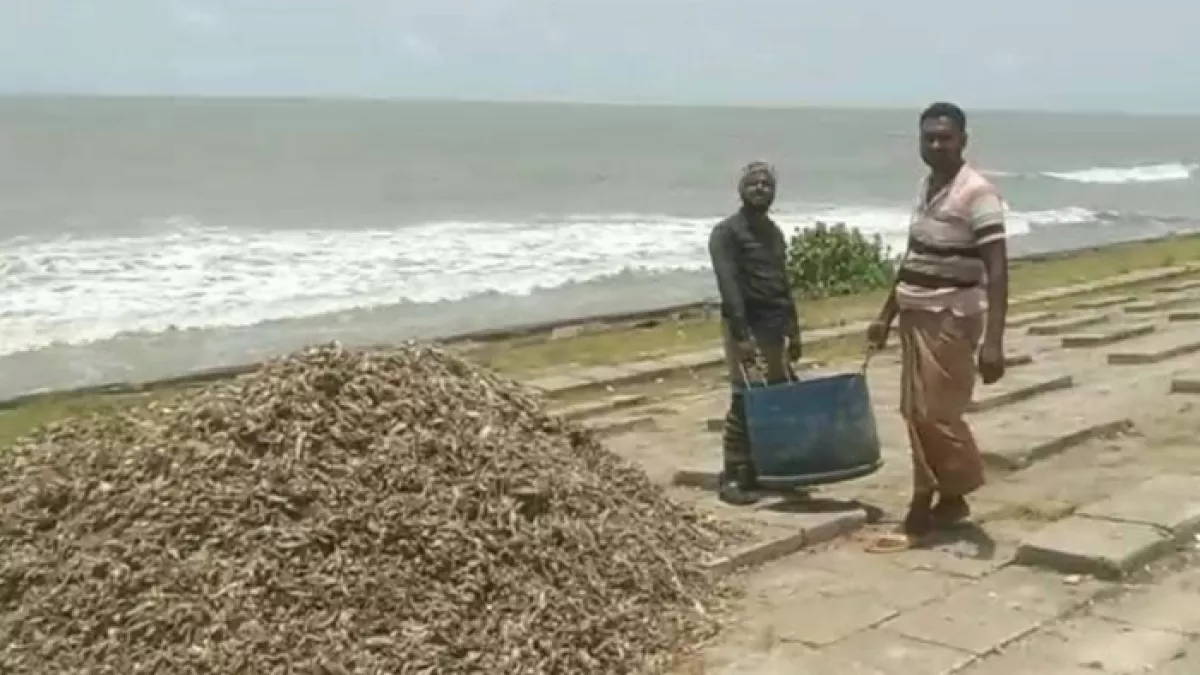কুয়াকাটা সৈকতের পচা বর্জ্য অপসারণ