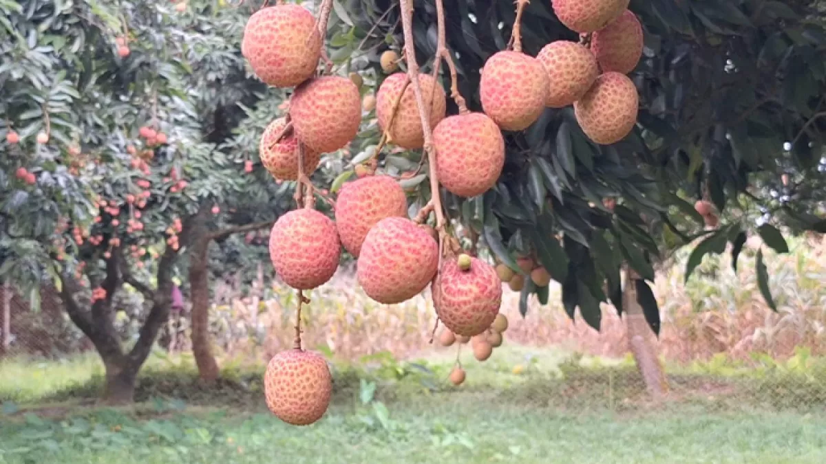 মঙ্গলবাড়িয়ায় লিচু ঘিরে ১০ কোটি টাকায় বিক্রির সম্ভাবনা