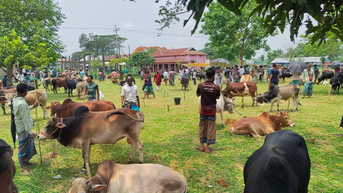 ময়মনসিংহে চাহিদার চেয়ে বেশি কোরবানির পশু